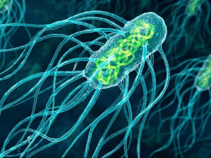 vi-khuan-thuong-han-tan-cong-suyt-lam-vo-dong-mach-chu-bung